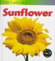 Go to record Life cycle of a sunflower